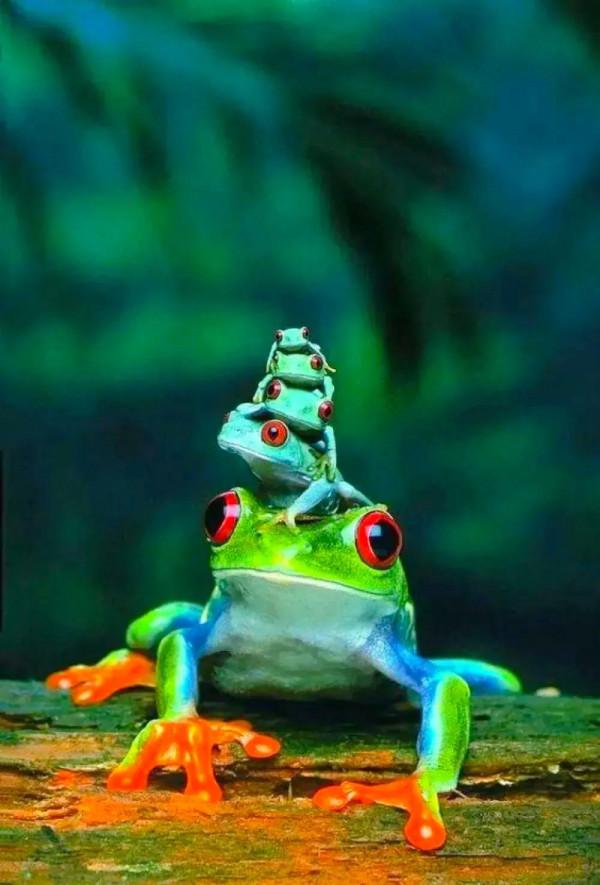 分享：抓拍動物精彩瞬間，驚豔絕倫，實為罕見