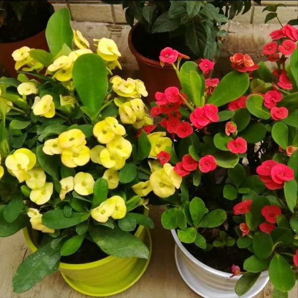 9種“勤勞花”，別名“天天開”，365天花不斷，也不怕累壞了