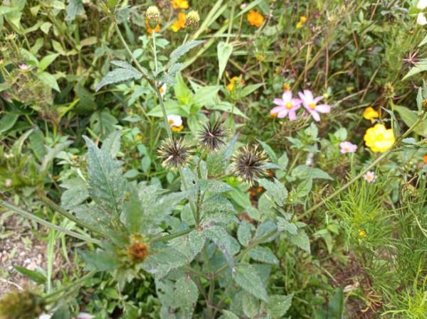 鬼針草:在農村沒人當回事,在中藥中卻大有價值,清熱解毒效果好 鬼針草:在農村沒人當回事,在中藥中卻大有價值,清熱解毒效果好