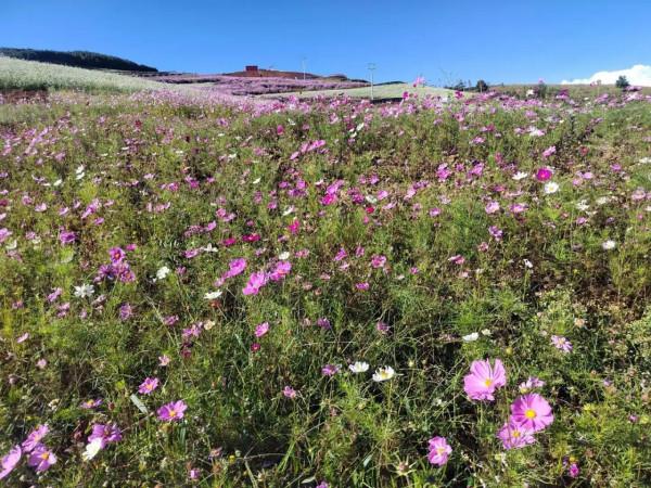 東川花海贊 東川花海贊