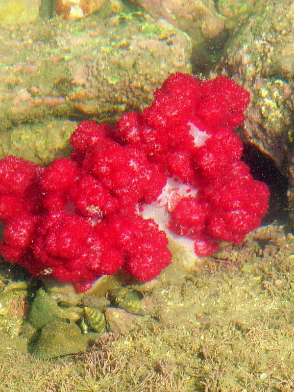 福建古雷：在無人的孤島上露營