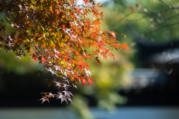 詩詞丨每個想家的人，心裡都有一首詩