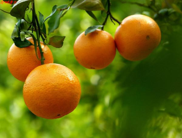 胃不好能吃橘子嗎？醫生：胃不好的人，4種食物建議常吃