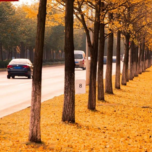 快來打卡！閔行這條路已披上“黃金甲”