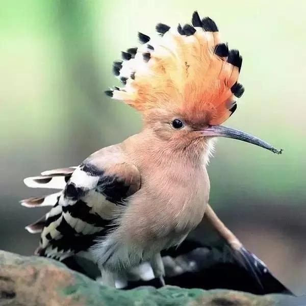 鳥的世界 鳥的天堂