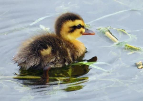 我與斑嘴鴨的情緣