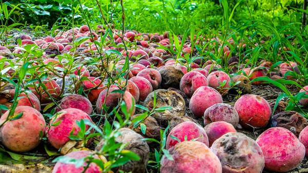 規模小,沒銷路,價格貴,同質化嚴重,農產品能不滯銷嗎? 規模小,沒銷路,價格貴,同質化嚴重,農產品能不滯銷嗎?