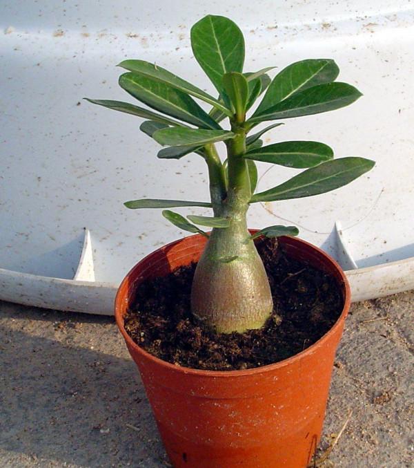 “懶人”就養這10種花,一個月不澆水也死不了,盆土越幹越易開花 “懶人”就養這10種花,一個月不澆水也死不了,盆土越幹越易開花