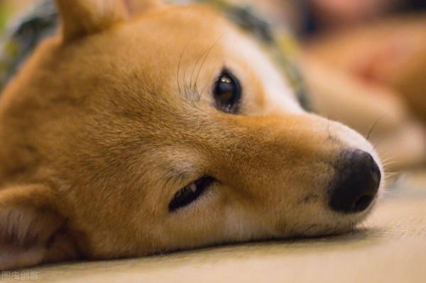 它被主人賜予姓氏，擁有墓碑，它只是一條狗，卻是主人的恩人