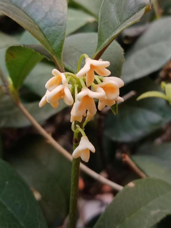 這可以說是真正的輕而易舉了 這可以說是真正的輕而易舉了