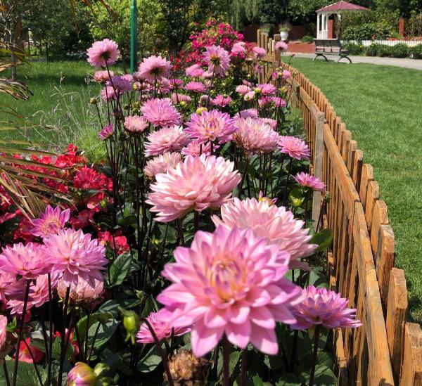 九種洋氣花，名字很“難聽”，建議別嫌棄，養好了也能美出天際