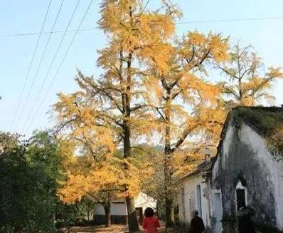 銀杏長廊,燦燦金黃 銀杏長廊,燦燦金黃