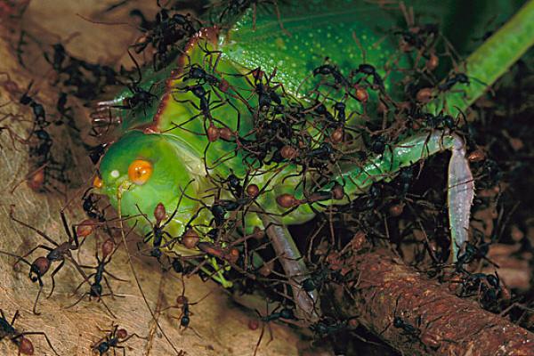 電影和故事中“吃人”的行軍蟻，它們到底是怎麼樣的？