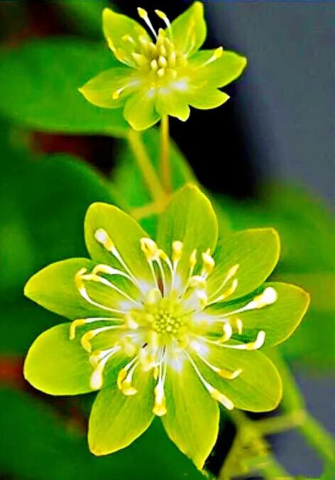 雪割草，漂亮而名貴的花