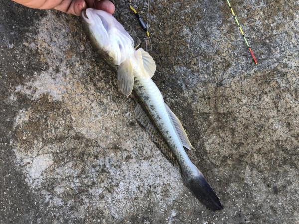 今年的楞巴魚咬口季，我還是溜達釣，這一箱子魚獲真過癮