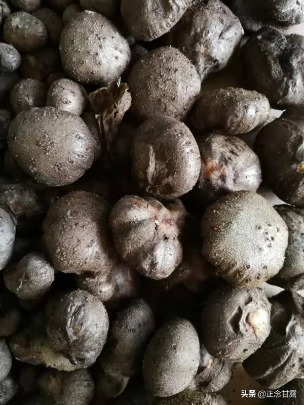 如何選購珠芽魔芋種子