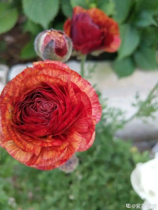 家裡養的“仙女花”,奶奶非說是芹菜,還薅一把想炒菜吃 家裡養的“仙女花”,奶奶非說是芹菜,還薅一把想炒菜吃