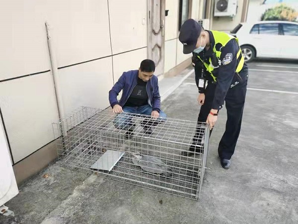 蒼鷺和雞鷹飛進兩戶崇明家中 都以貴客之禮相待