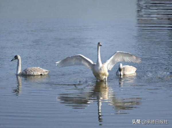 圍觀，4只天鵝飛臨武烈河畔