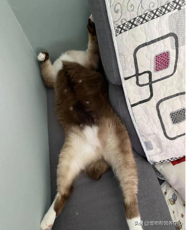 貓咪這一舉動直接整破防了!主人:我從未想過它對我的愛這麼深 貓咪這一舉動直接整破防了!主人:我從未想過它對我的愛這麼深