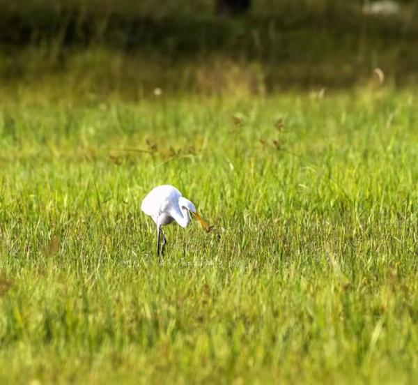 阜新境內首次發現牛背鷺