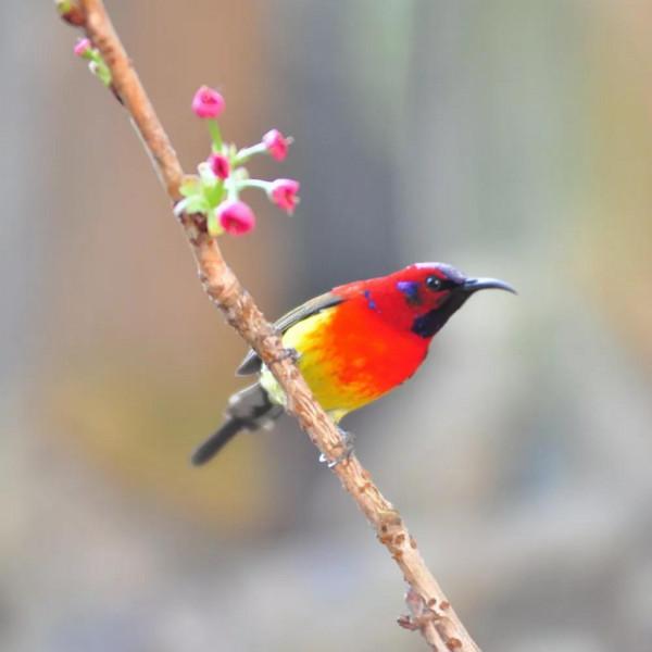 ＂東方的蜂鳥＂一一藍喉太陽鳥