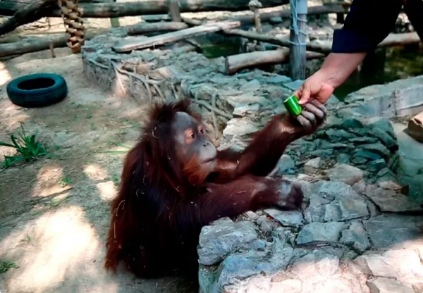 塔什干動物園裡的“猴子媽媽” 塔什干動物園裡的“猴子媽媽”