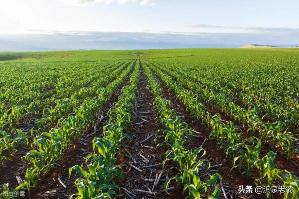 玉米種植一穴單株、雙株、三株，哪種模式高產？看後有答案