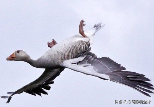 你見過鳥倒著飛嗎？