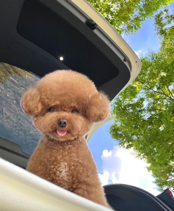 做什麼都一起的貴賓與比熊：兩團棉花糖的激萌日常