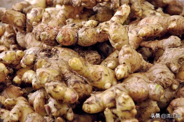 生薑種子窖藏:不凍不腐保溫保溼,翌年播種發芽率95%以上 生薑種子窖藏:不凍不腐保溫保溼,翌年播種發芽率95%以上