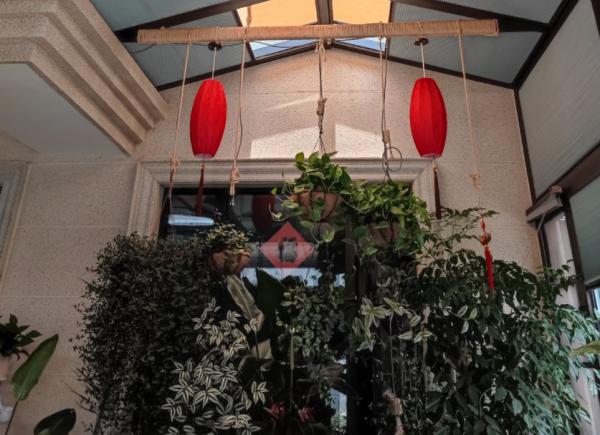 天氣太熱不好生長,4種害怕強光的植株,看看有你養的嗎 天氣太熱不好生長,4種害怕強光的植株,看看有你養的嗎