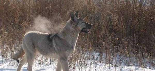 除了警犬，你知道棕熊和貓，也曾是戰場上的一員嗎？