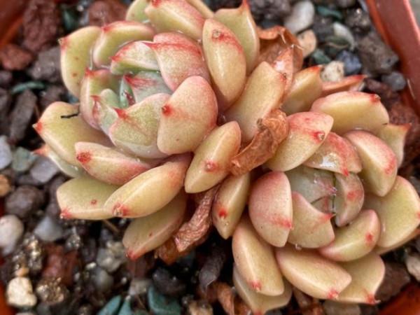 靜夜加大和錦等於苯巴蒂斯，容易上色還不徒長，喜歡多肉別錯過