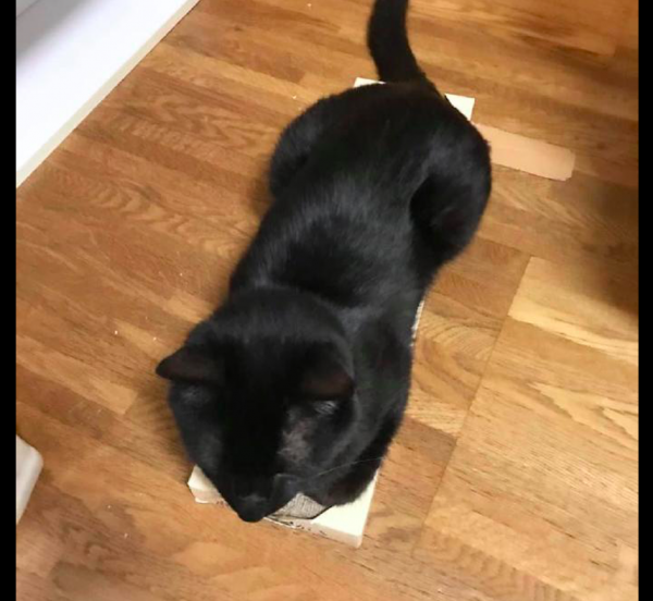 網友買了一個很小的紙盒子,貓咪還要趴在上面休息,真是執著啊 網友買了一個很小的紙盒子,貓咪還要趴在上面休息,真是執著啊