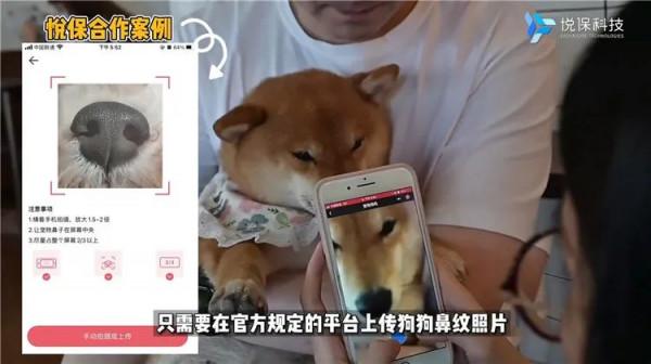 寵物黑科技,AI識別讓城市寵物管理更智慧 寵物黑科技,AI識別讓城市寵物管理更智慧