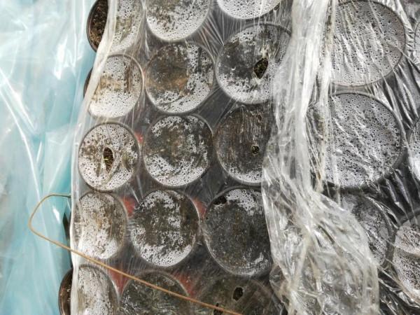 農技專家講解矮生觀賞辣椒盆栽種植技術要點 農技專家講解矮生觀賞辣椒盆栽種植技術要點