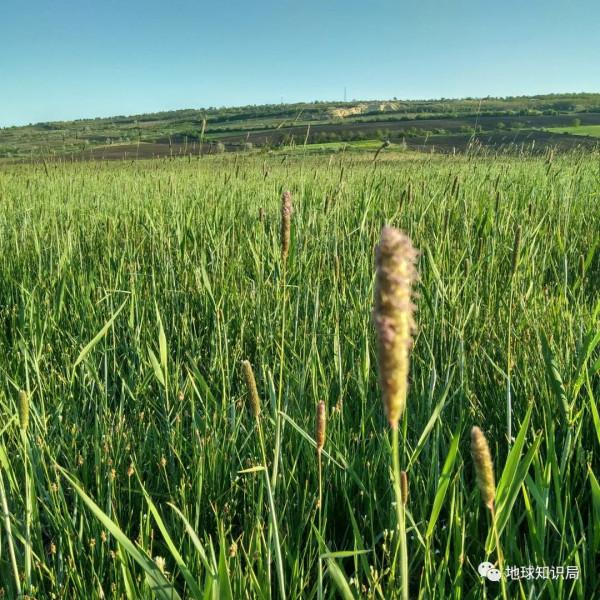 東北鹽鹼化，令人非常擔憂