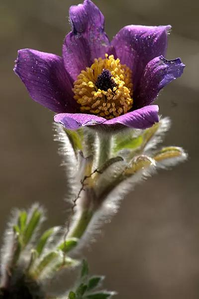 朵朵花開最迷人～白頭翁花