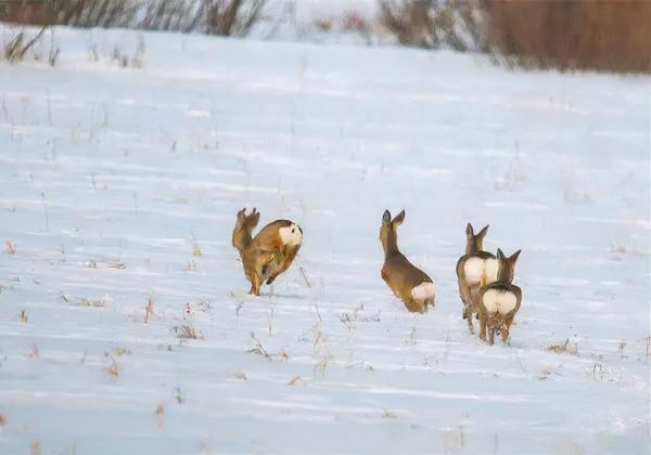 鹿種大揭秘，梅花鹿的這些親戚你都認識嗎？