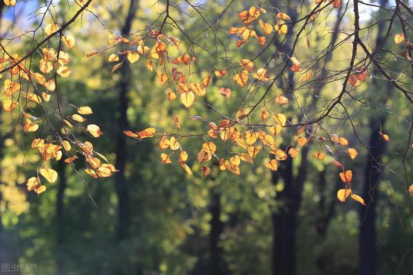 小而美的生活也是一種幸福 小而美的生活也是一種幸福