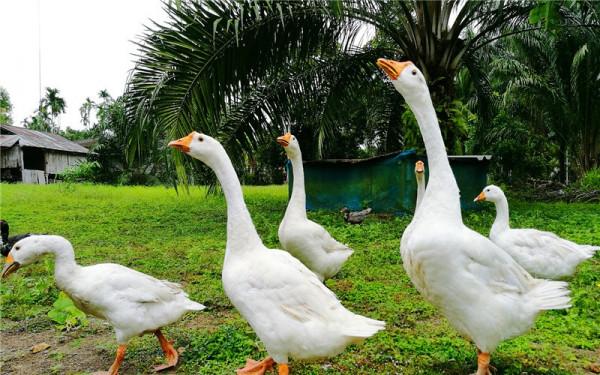 農村小成本養殖,有哪些專案可能實現年收入50萬以上?這幾種 農村小成本養殖,有哪些專案可能實現年收入50萬以上?這幾種