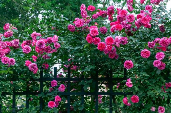 分享我養過的18種藤本月季,優缺點一目瞭然,比網上宣傳靠譜多了 分享我養過的18種藤本月季,優缺點一目瞭然,比網上宣傳靠譜多了