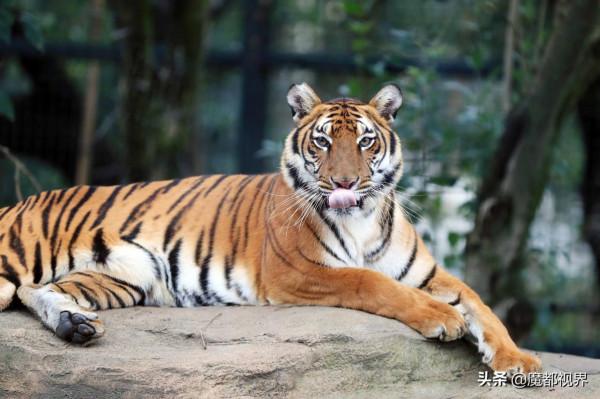 虎頭虎腦 虎虎生威 這波老虎表情包值得擁有