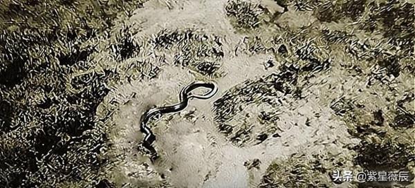 王牌飛行員奇遇:駕駛直升機在空中遭遇15米巨蟒,真相成謎 王牌飛行員奇遇:駕駛直升機在空中遭遇15米巨蟒,真相成謎