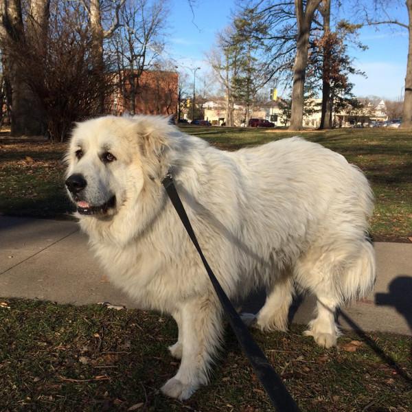 狗界中的6大“巨犬”，有錢人才敢養！你見過嗎？