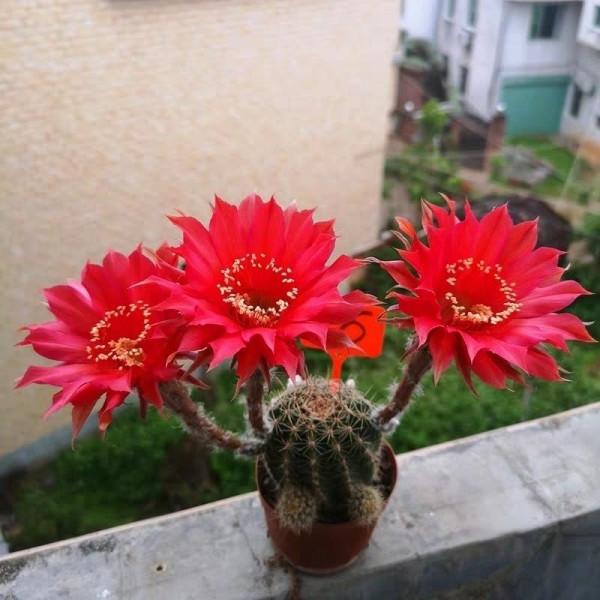 天冷後，需要“窮養”的六種花，水多易爛根，多曬愛生長