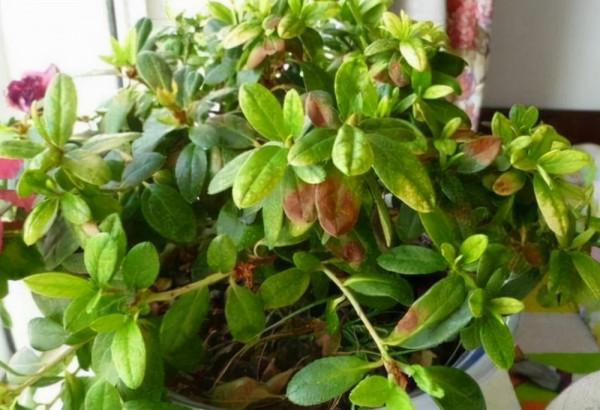 10種花，空氣再幹也別“噴水”，容易黃葉“掉花苞”