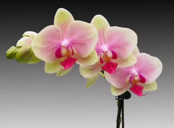 蘭花：部分種類圖鑑