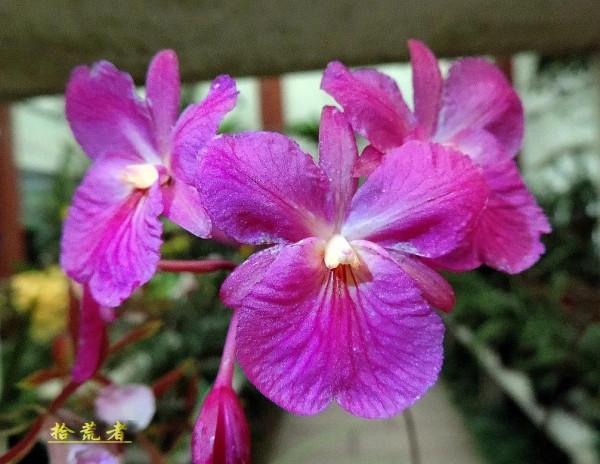 卡特蘭，雍容華麗，嬌豔多姿。譽稱&OpenCurlyDoubleQuote;洋蘭之王&rdquo;